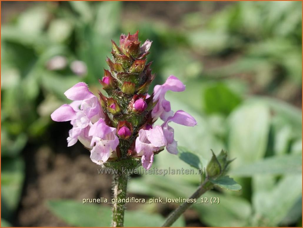 Prunella grandiflora 'Pink Loveliness' (C1281)