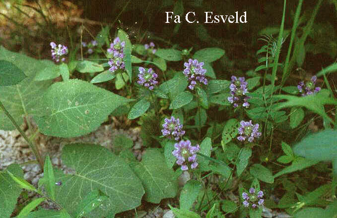 Prunella vulgaris
