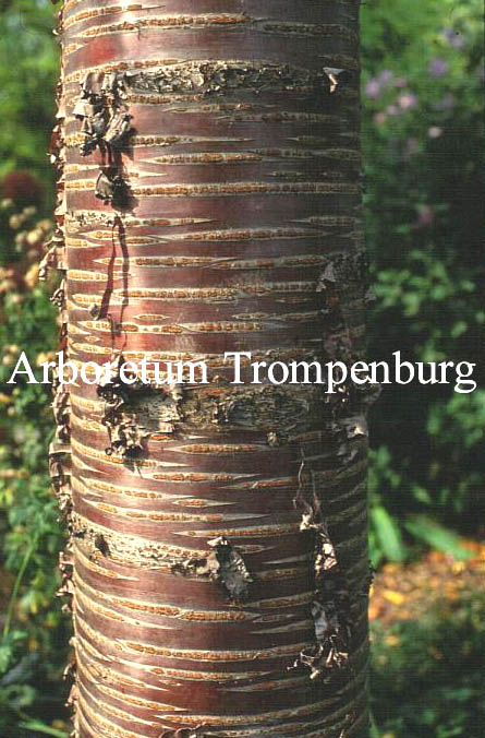 Prunus 'Mahogany Lustre'