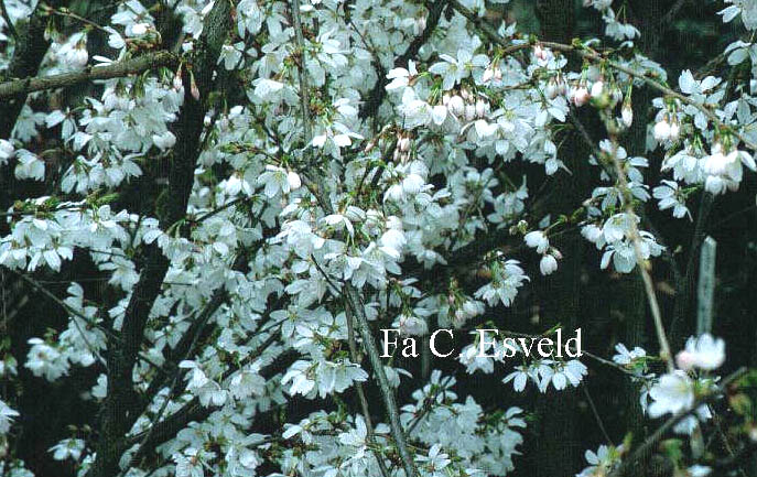 Prunus 'Woodfield Cluster'