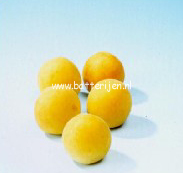 Prunus armeniaca 'Bredase' (88469)