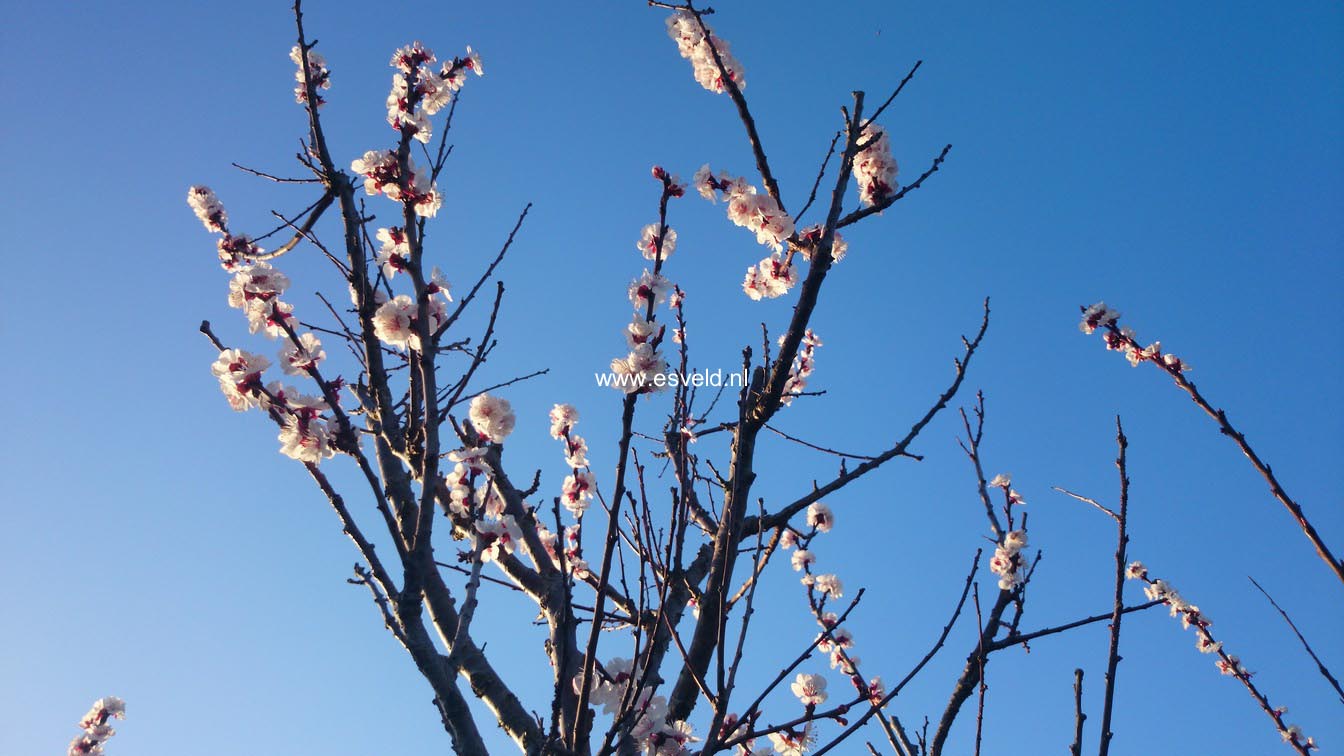 Prunus armeniaca