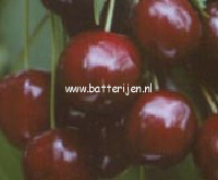 Prunus avium 'Annabelle' (88380)