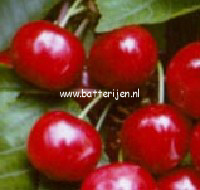 Prunus avium 'Castor'