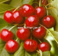 Prunus avium 'Fruehe Rote Meckenheimer'
