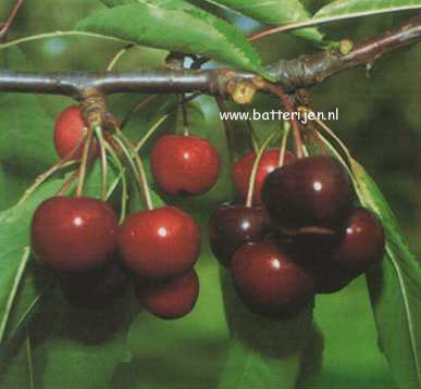 Prunus avium 'Hedelfinger Riesenkirsche'