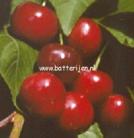 Prunus avium 'Merton Premier'