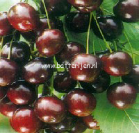 Prunus avium 'Summit'