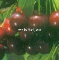 Prunus avium 'Sylvia'