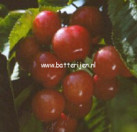 Prunus avium 'Udense Spaanse' Prunus avium 'Udense Spaanse'