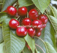 Prunus avium 'Van' Prunus avium 'Van'