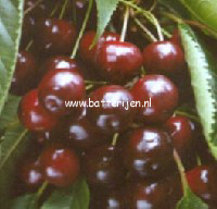 Prunus avium 'Varikse Zwarte'