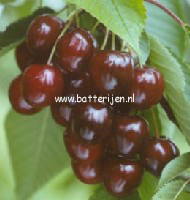 Prunus avium 'Wijnkers'