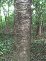 Prunus avium