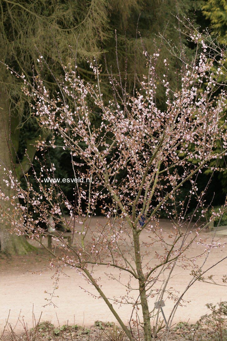 Prunus blireiana 'Moseri'