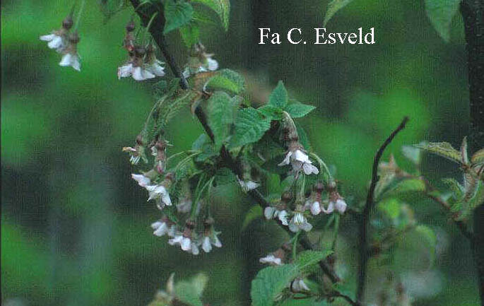 Prunus canescens