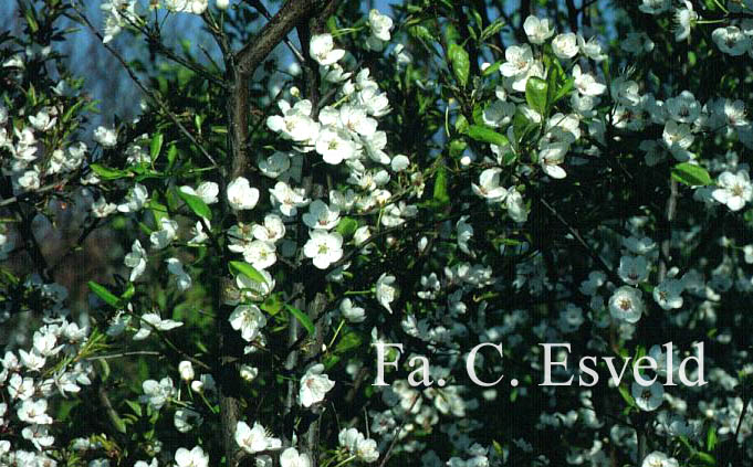 Prunus cerasifera 'Pamir Red'