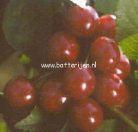 Prunus cerasus 'Kelleris 16' (MORELLENFEUER) Prunus cerasus 'Kelleris 16' (MORELLENFEUER)