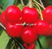 Prunus cerasus 'Morel'