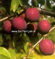 Prunus domestica 'Anna Spath' Prunus domestica 'Anna Spath'