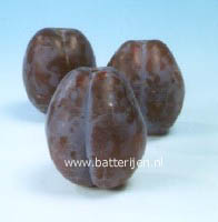 Prunus domestica 'Bluefre' Prunus domestica 'Bluefre'