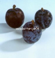 Prunus domestica 'Early Prolific'