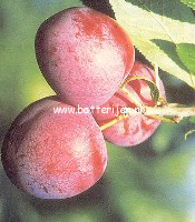 Prunus domestica 'Excalibur' (88452)