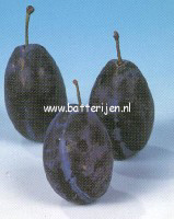 Prunus domestica 'Hauszwetsche'