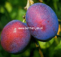 Prunus domestica 'Jubileum'