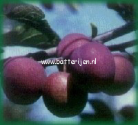 Prunus domestica 'Monsieur Hatif'