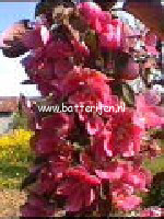 Prunus domestica 'Opal' (88475)