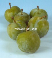 Prunus domestica 'Reine Claude Verte' Prunus domestica 'Reine Claude Verte'