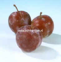 Prunus domestica 'Reine Claude d'Althan' Prunus domestica 'Reine Claude d'Althan'