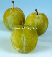 Prunus domestica 'Reine Claude d'Oullins' (88461)