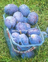 Prunus domestica 'Voyageur'