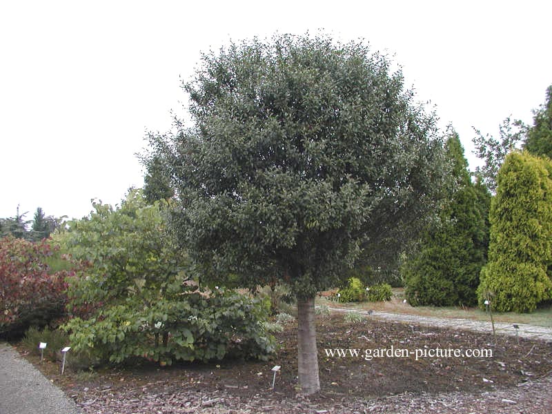 Prunus eminens 'Umbraculifera'