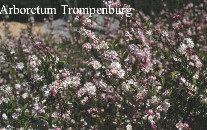 Prunus glandulosa 'Rosea Plena' Prunus glandulosa 'Rosea Plena'