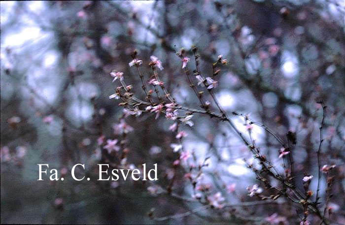 Prunus incisa 'February Pink'