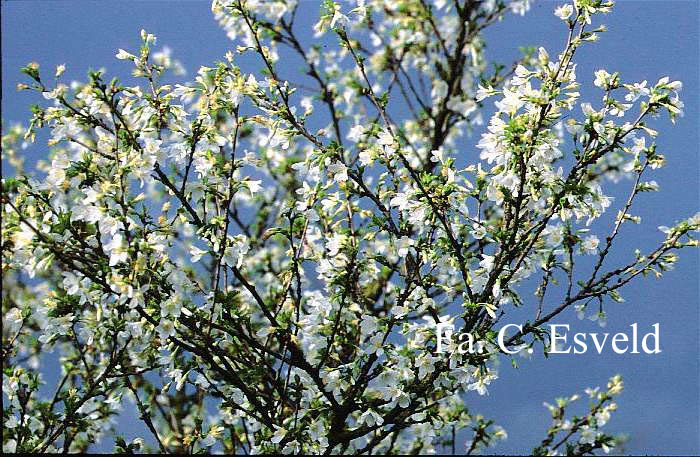 Prunus incisa 'Fujiyama'