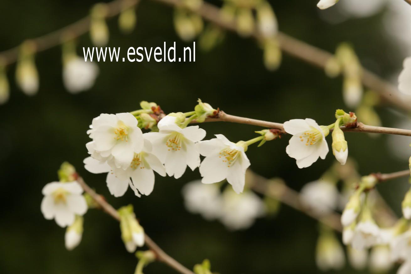 Prunus incisa 'Midori-zakura'