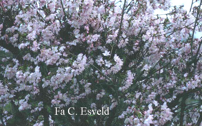 Prunus kurilensis 'Ruby'