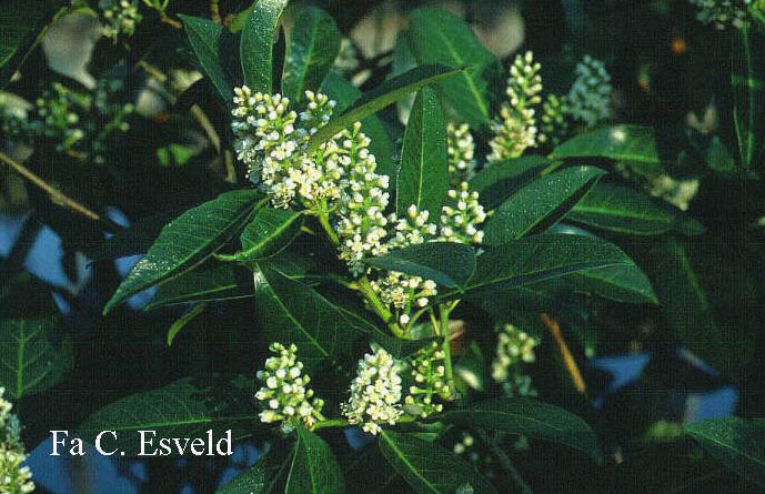 Prunus laurocerasus 'Greenmantle'