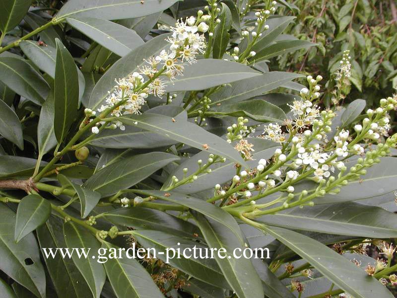 Prunus laurocerasus 'Herbergii'