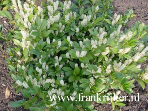 Prunus laurocerasus 'Mano' (69337)