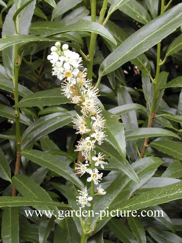 Prunus laurocerasus 'Miky'