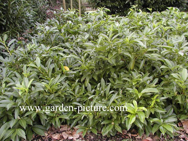 Prunus laurocerasus 'Polster'