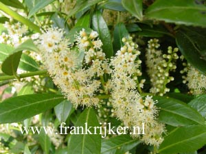 Prunus laurocerasus 'Rudolf Billeter'