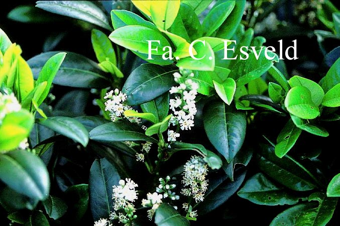 Prunus laurocerasus 'Serbica'