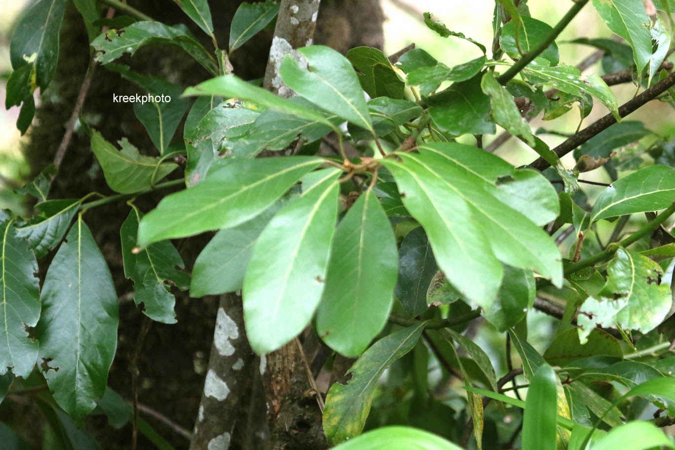 Prunus laurocerasus