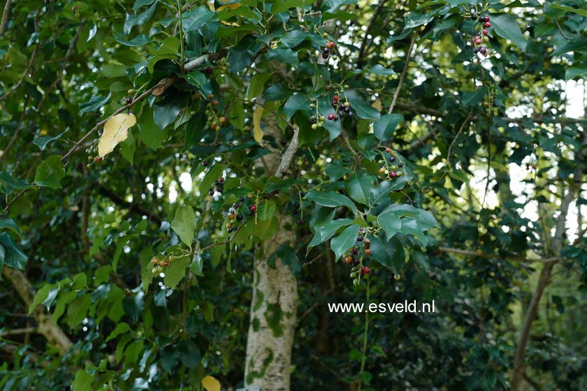 Prunus lusitanica azorica